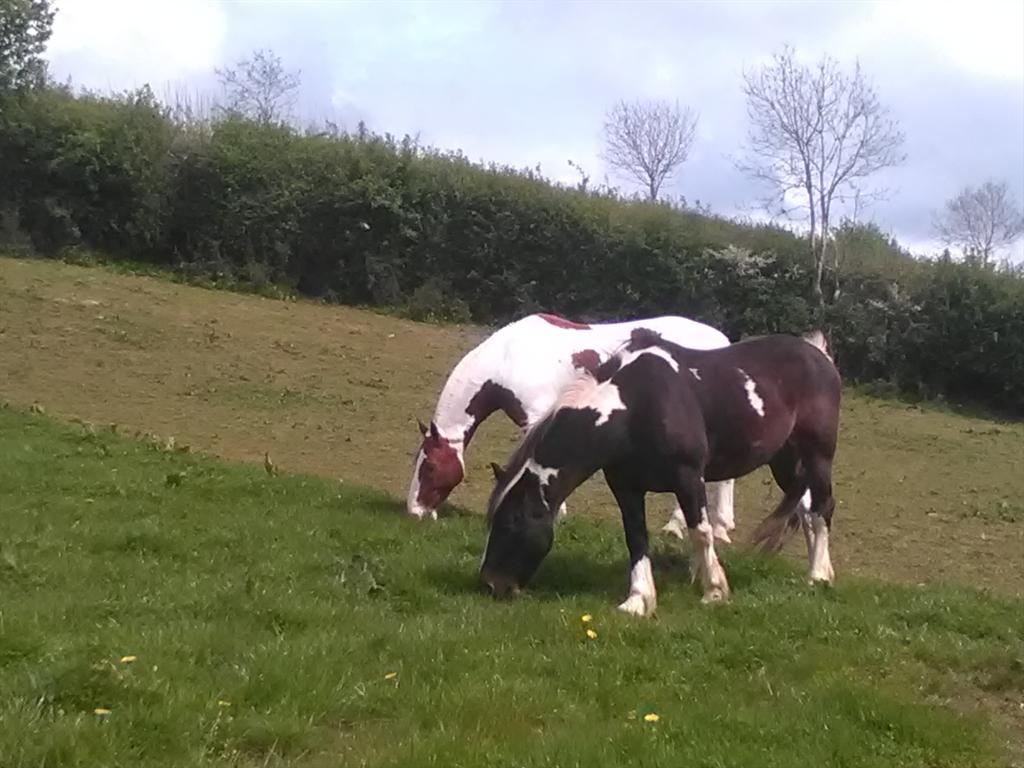 MurphysMagic8's tweet image. Playtime before Balmoral Show