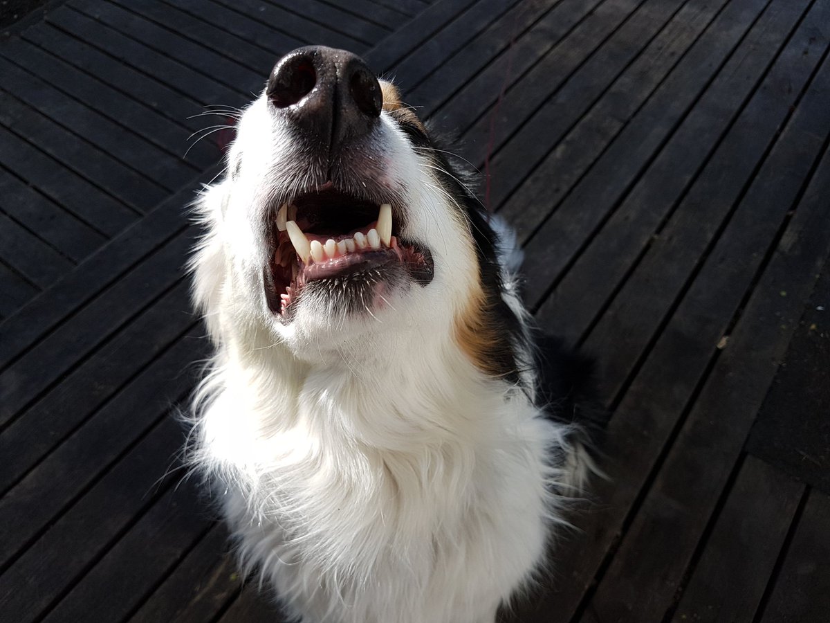 borderKyle's tweet image. Wishing my mom a happy birthday by showing her some silly faces 🤡😋😚
#HappyBirthday @somethingabouta