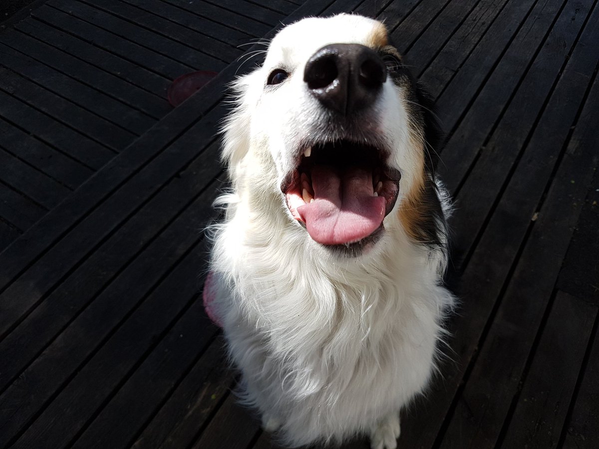 borderKyle's tweet image. Wishing my mom a happy birthday by showing her some silly faces 🤡😋😚
#HappyBirthday @somethingabouta