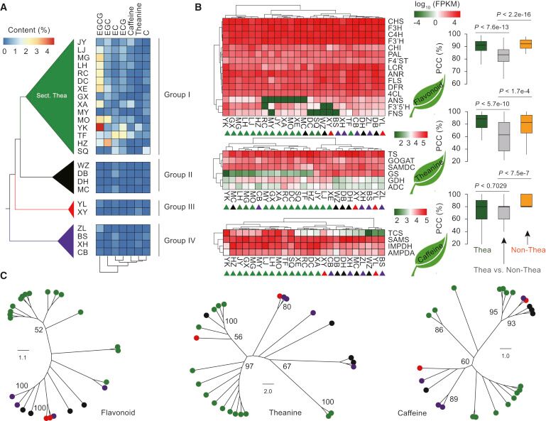 worldteamedia's tweet image. The tea genome is more than four times the size of the coffee plant genome. bit.ly/2pwEzIw