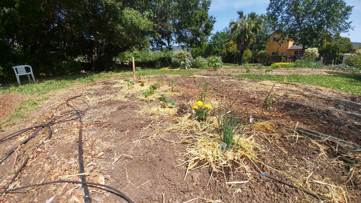 CyberianWonder's tweet photo. Tomatoes, cantaloupe, chives, cucumburs, dino kale, and oregano @ the Cloverdale Community Garden Oasis #cloverdalefoodpantry #locals4locals https://t.co/8eTfLXQX67