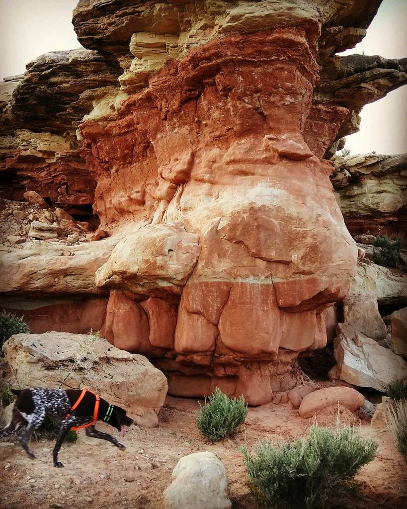 AddictedToYum's tweet image. Be very quiet . . . I'm hunting wabbits
.
.
.
.
.
#gsp #pointer #puppylove #brown #birddog #instagood #mydogiscutest #cutie #cute #barkbox …