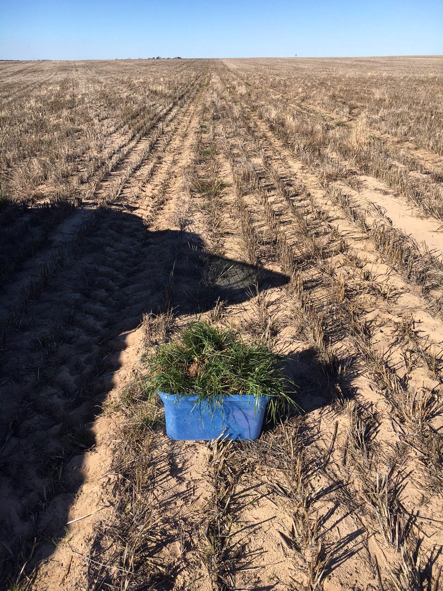 SANoTill's tweet photo. The trials & tribulations of #seeding2017 in the mallee, @sam_venning Lameroo https://t.co/iTI3JgMROw