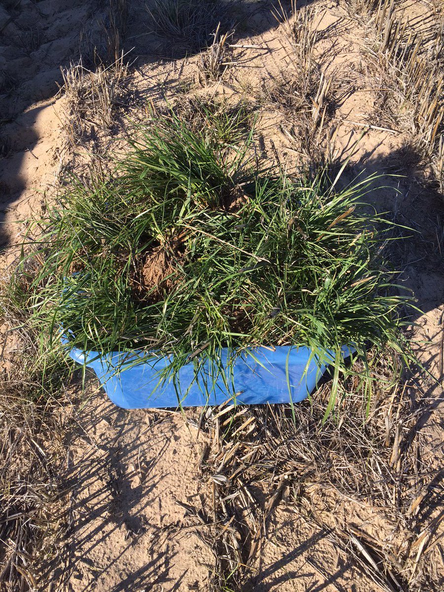 SANoTill's tweet photo. The trials & tribulations of #seeding2017 in the mallee, @sam_venning Lameroo https://t.co/iTI3JgMROw