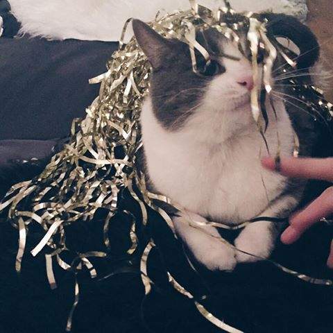 Happy second birthday #maung my fatty-babycat #parteee #cactogardenPPR #mustlovecats #animalworld #catsparadiso #cat