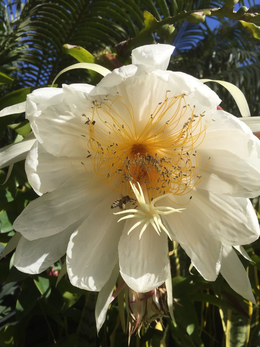 Golden Heart Jungle Cactus flower with a visiting bee. #flowers #bee #gardening