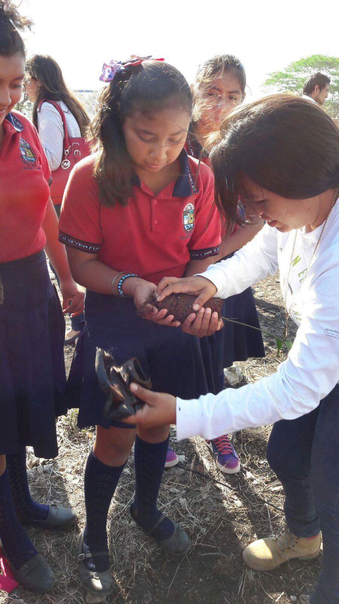 SEMABICCE's tweet photo. Sembramos 200 árboles en la Secundaria Técnica #11 de Seybaplaya, con ayuda de 90 estudiantes, más sociedad civil y servidores públicos. https://t.co/ckQ5hJOaSj