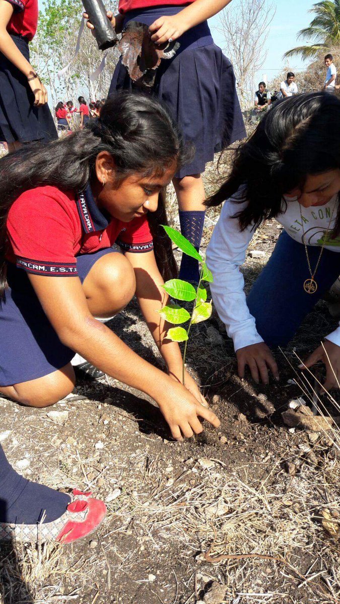 SEMABICCE's tweet photo. Sembramos 200 árboles en la Secundaria Técnica #11 de Seybaplaya, con ayuda de 90 estudiantes, más sociedad civil y servidores públicos. https://t.co/ckQ5hJOaSj