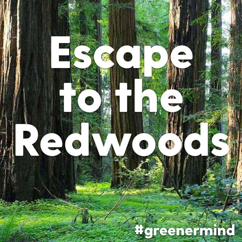 GreenermindSF's tweet photo. Yup... some escapin' is definitely in order. 💚  Only a few spots left for GMS 2017! https://t.co/HqkXJUxJti https://t.co/DFPTZpeUZL