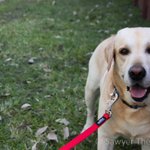 Photo by Sawyer the Labrador (@SawyerTheLab)