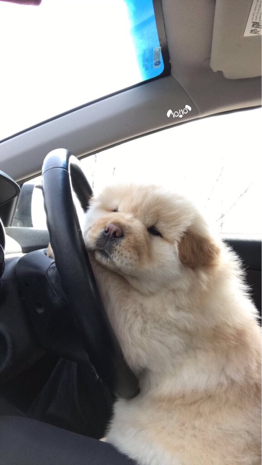 marshmello dog video weratedogs on twitter quot we only rate dogs please don t marshmello dog video weratedogs on twitter quot we only rate dogs please don t