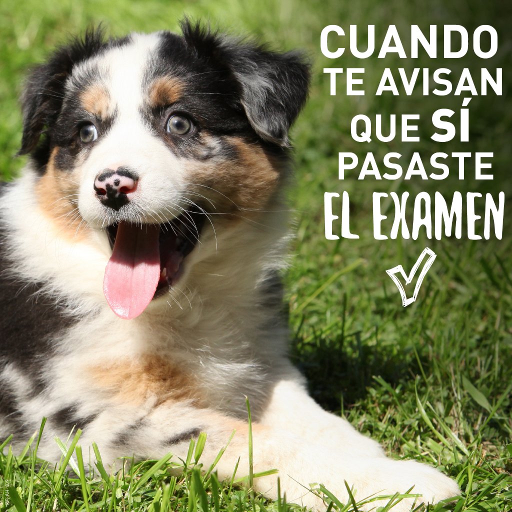 mimascotayyomx's tweet image. Todos sentimos esa inmensa sensación de alivio. #HumorPerruno