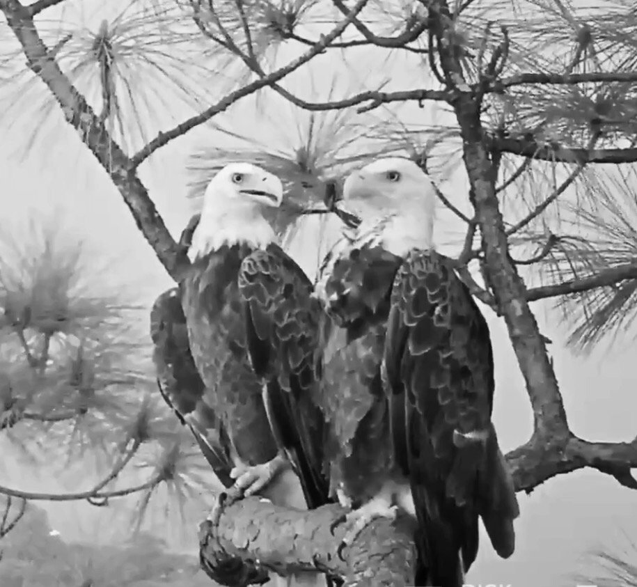 tinychiwa's tweet photo. How gorgeous are they Harriet and M15 May 9, 2017 @SWFLEagleCam #E9 #eagle #eaglecam #SWFEC #m15 #Harriet https://t.co/baRsyeiZz0