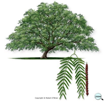 TXForestService's tweet photo. The most prolific tree in Texas is the Honey Mesquite, with more than 3.2 billion of them in the state! #TexasFIA https://t.co/caqquxpW58