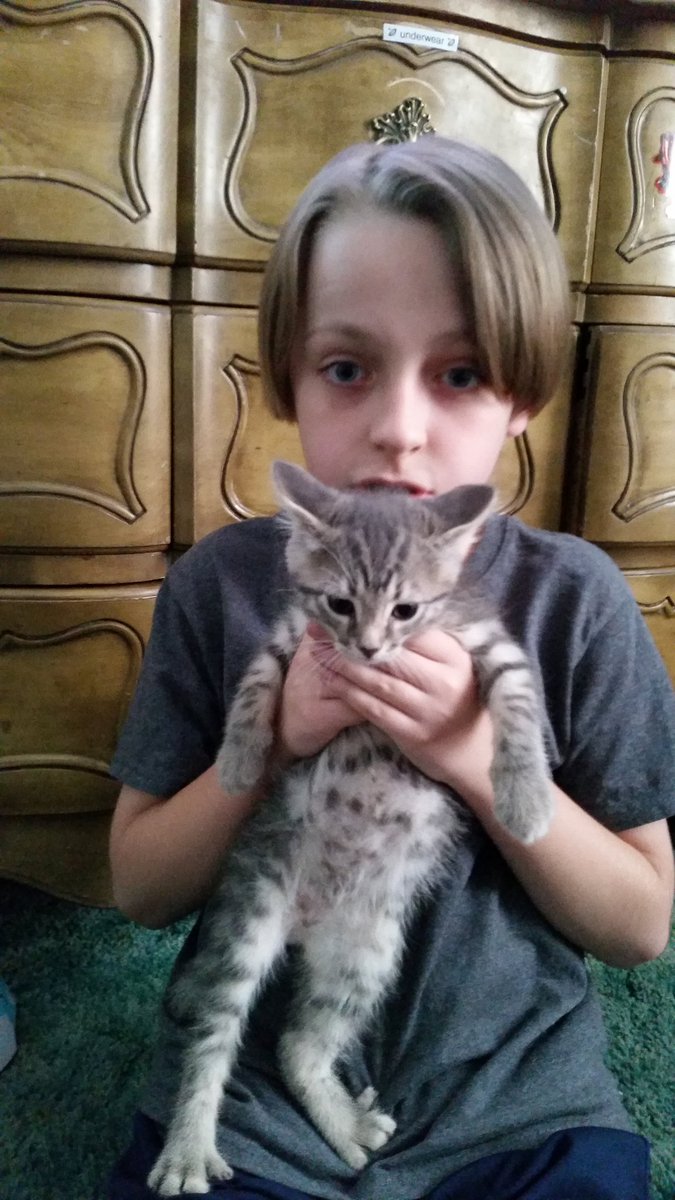 cindycifelli's tweet photo. I  am a good mommy got my Lil boy a kitten @BQQuinn @Joe_Gatto @jamessmurray @SalVulcano @danielleqquinn @wilson_brittyne @welovejokers https://t.co/E7vJF6tOtT