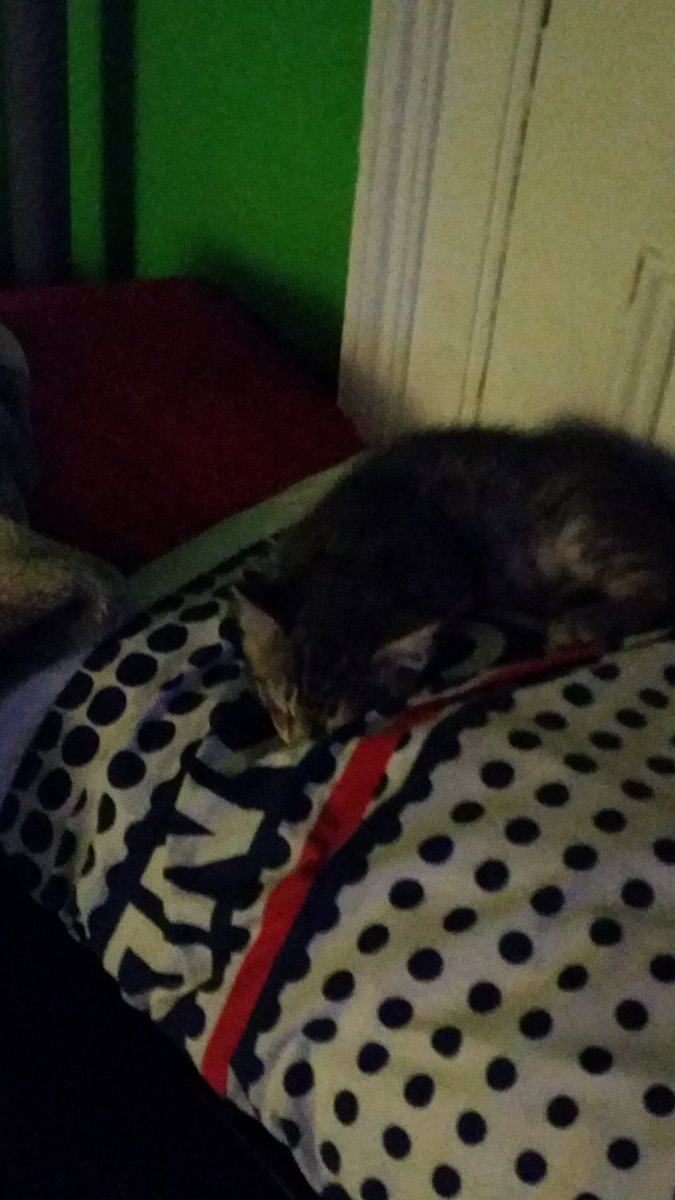 cindycifelli's tweet photo. I  am a good mommy got my Lil boy a kitten @BQQuinn @Joe_Gatto @jamessmurray @SalVulcano @danielleqquinn @wilson_brittyne @welovejokers https://t.co/E7vJF6tOtT