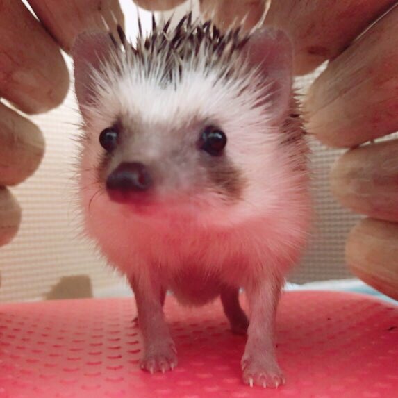 あむ ハリオ うちの子眼球突出でしょうか 眼球突出の方の写真を見たらうちの子も同じくらい出てる気がして 肥満でもないですし 目をつぶって寝ます 最近の写真と ペットショップで初めてハリオくんを見たときです ハリオくんと出会った時から少しき