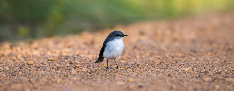 Manic_Henry's tweet photo. WOOO! Just saw a rose robin. Robins are so great. Shout out to robins everywhere including people named "Robyn" as well. You're also great. https://t.co/xNrNeRtkS6