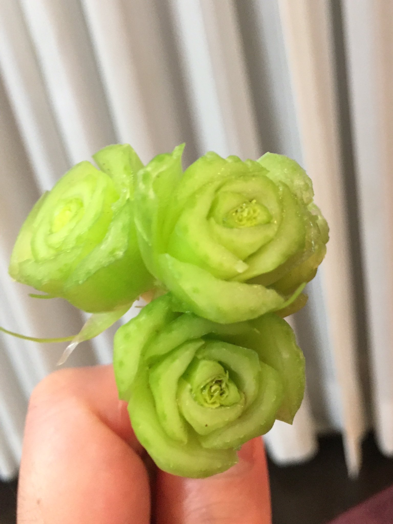 川島明 フレッシュグリーンのバラ 花言葉は おだやか 仕事で体が疲れてもどうかおだやかな心で と思いきや これは小松菜の根元です 花言葉は 小さな幸せ 角度を変えれば幸せはすぐみつかるのかもしれませんね この言葉にイラっときてもどうか