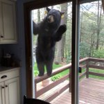 楽しくブラウニーを焼いてたら!匂いにつられてクマがやってきた!