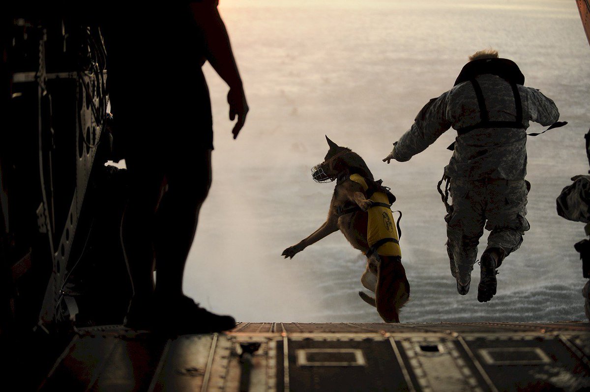 Berti_and_Ernie's tweet photo. The #trust of a #dog knows no limit! Even if it means to jump out of a plane! https://t.co/jVGU0cdw2N