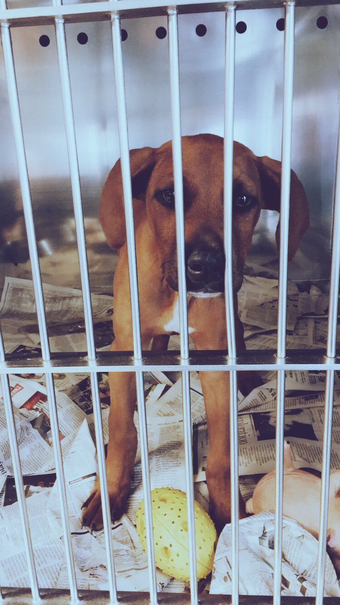 carlynjane21's tweet photo. help your girl rescue this cutie pie 🙌🏼😭 https://t.co/RX2emAJ2rX