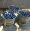 sb_blueberries's tweet photo. #sbblueberries private field opening is on Mother's Day! Check out #barnabasproject https://t.co/pvL5DqT32U https://t.co/Ee1iL12xVU