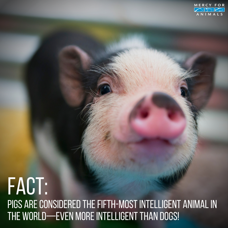 MercyForAnimals's tweet photo. #FACT: Pigs are the 5th most intelligent animal in the world. https://t.co/I6xqbCI2et