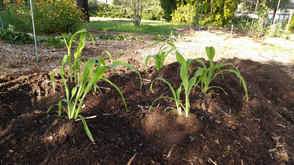 CyberianWonder's tweet photo. Day 1: A Three Sisters Garden @ the Cloverdale Community Garden Oasis #cloverdalefoodpantry #seniorsandmomsfirst #locals4locals https://t.co/OnmurKDagm