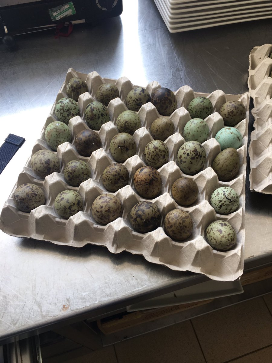 Finally they have arrived