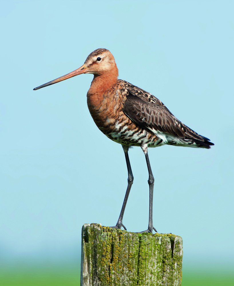 Het is Nationale Vogelweek! Morgen om 10 uur kun je met <a href="/egbertpz/">egbert zorgdrager</a> mee op pad om weidevogels te bewonderen vogelweek.nl/alle-activitei…