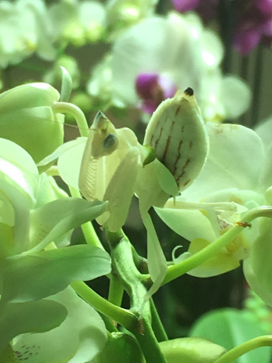 LebroPhoto's tweet photo. @Longleat @Longleat It was hard trying to find the Orchid Mantis but we got there in the end! #MarvellousMonsters https://t.co/9OEOEriUHs