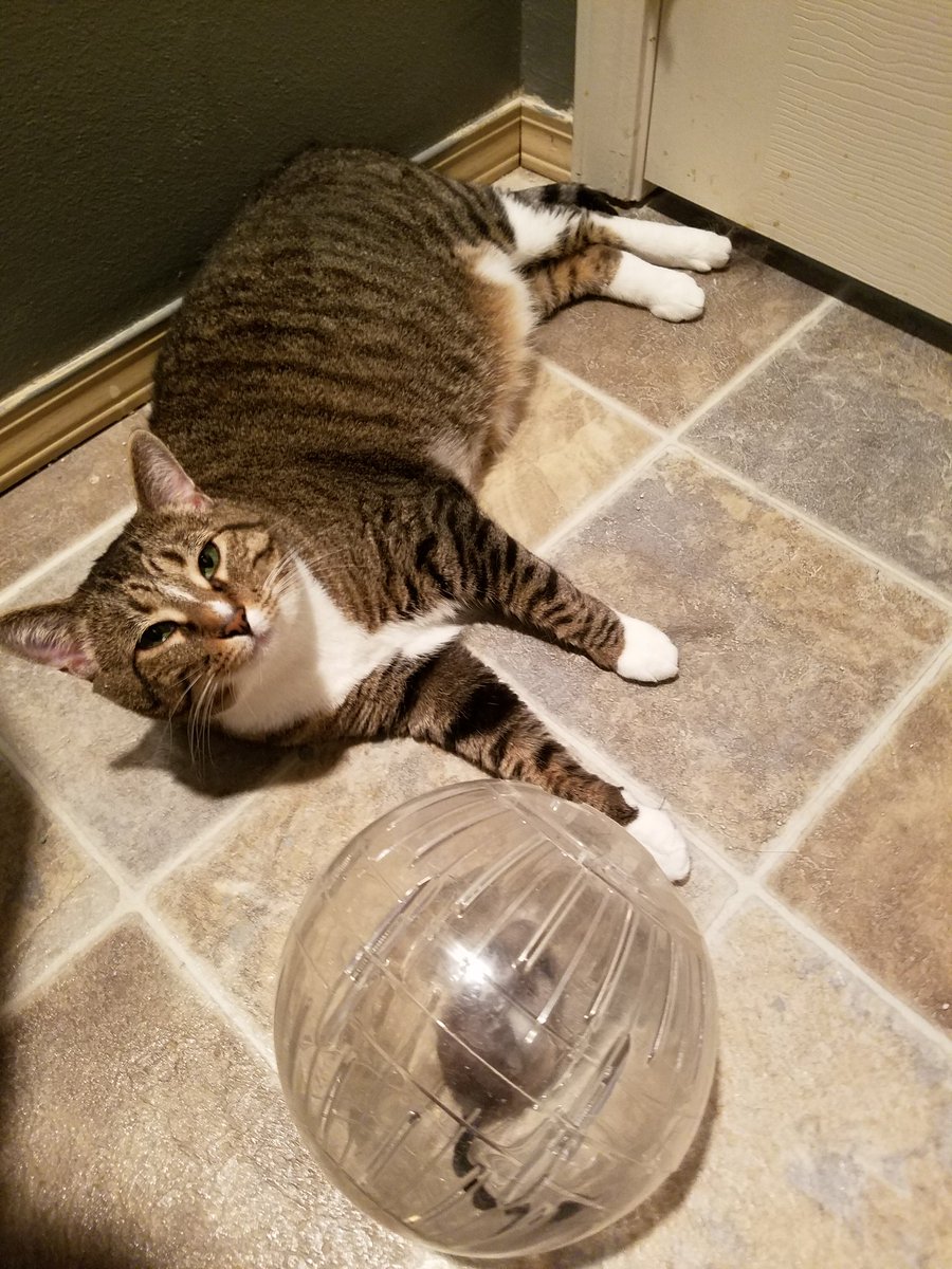 Tencat_'s tweet image. What? I was just looking. #notreally #yummy