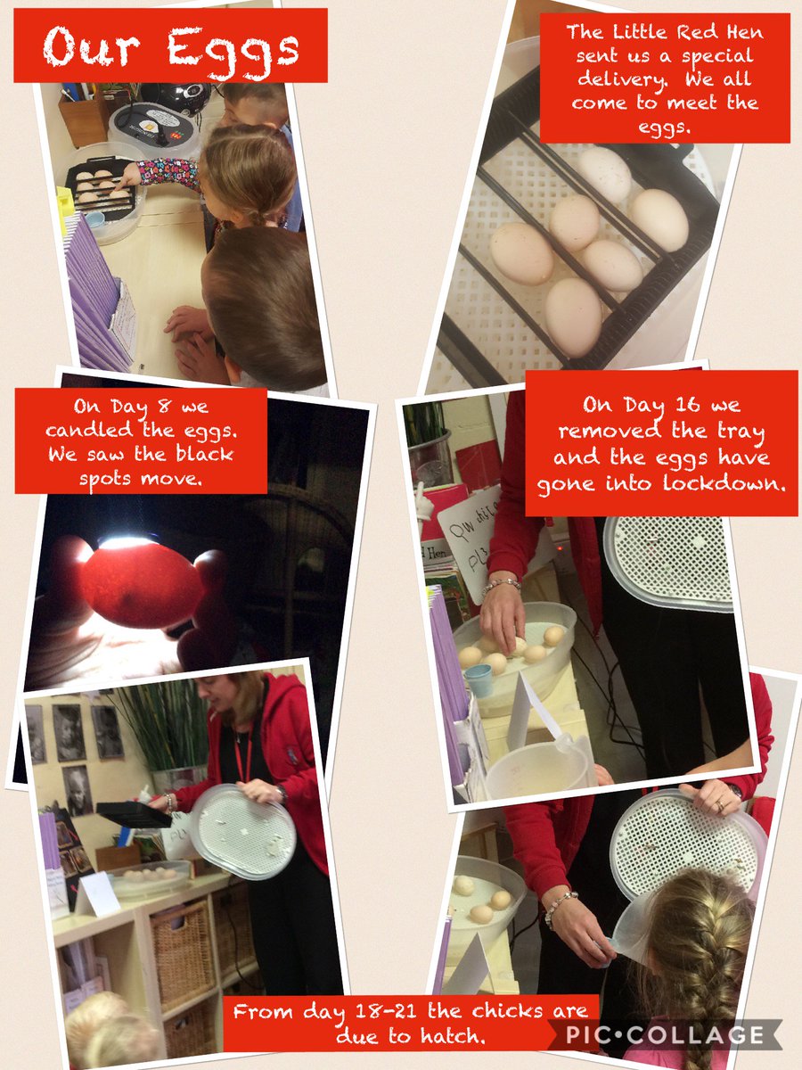 It's day 17 in the egg incubator.  From day 18 we should start to see some 'pipping' and the chicks will begin to hatch.  Watch this space!