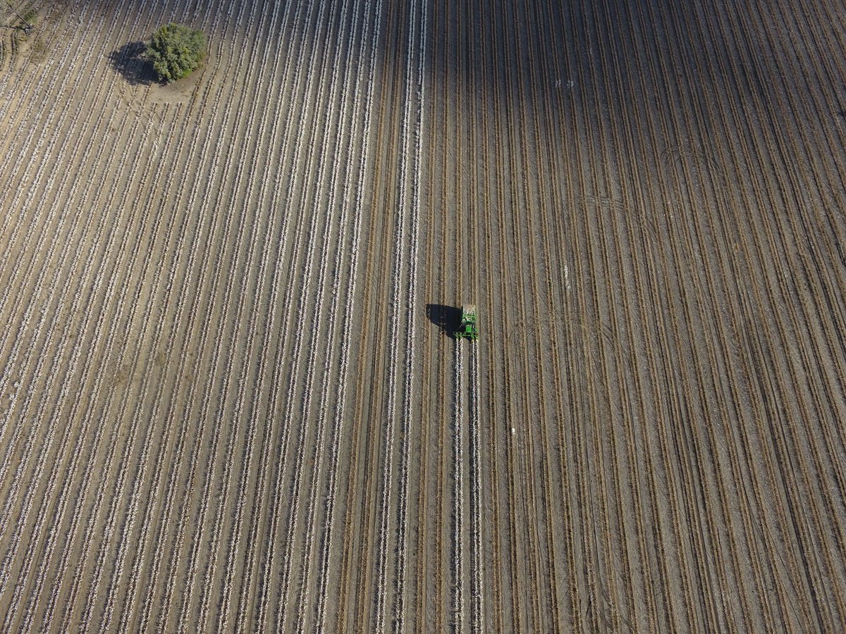 aven_agro's tweet photo. Cotton at 'Springfield' almost wrapped up, looking like a good result #picking17 https://t.co/oIFq0sBzU6