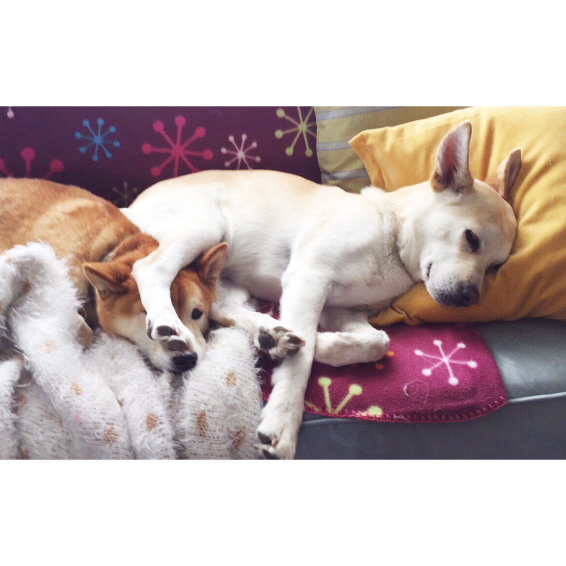 hellokatiemax's tweet photo. Comfy?

#dayinthelife #dogsitter #dogsofinstagram #shibainu #cuddle #cozy #naptime #adogslife #dogs #buddies #footrest #tolerance #friends https://t.co/F0RUA1apQX
