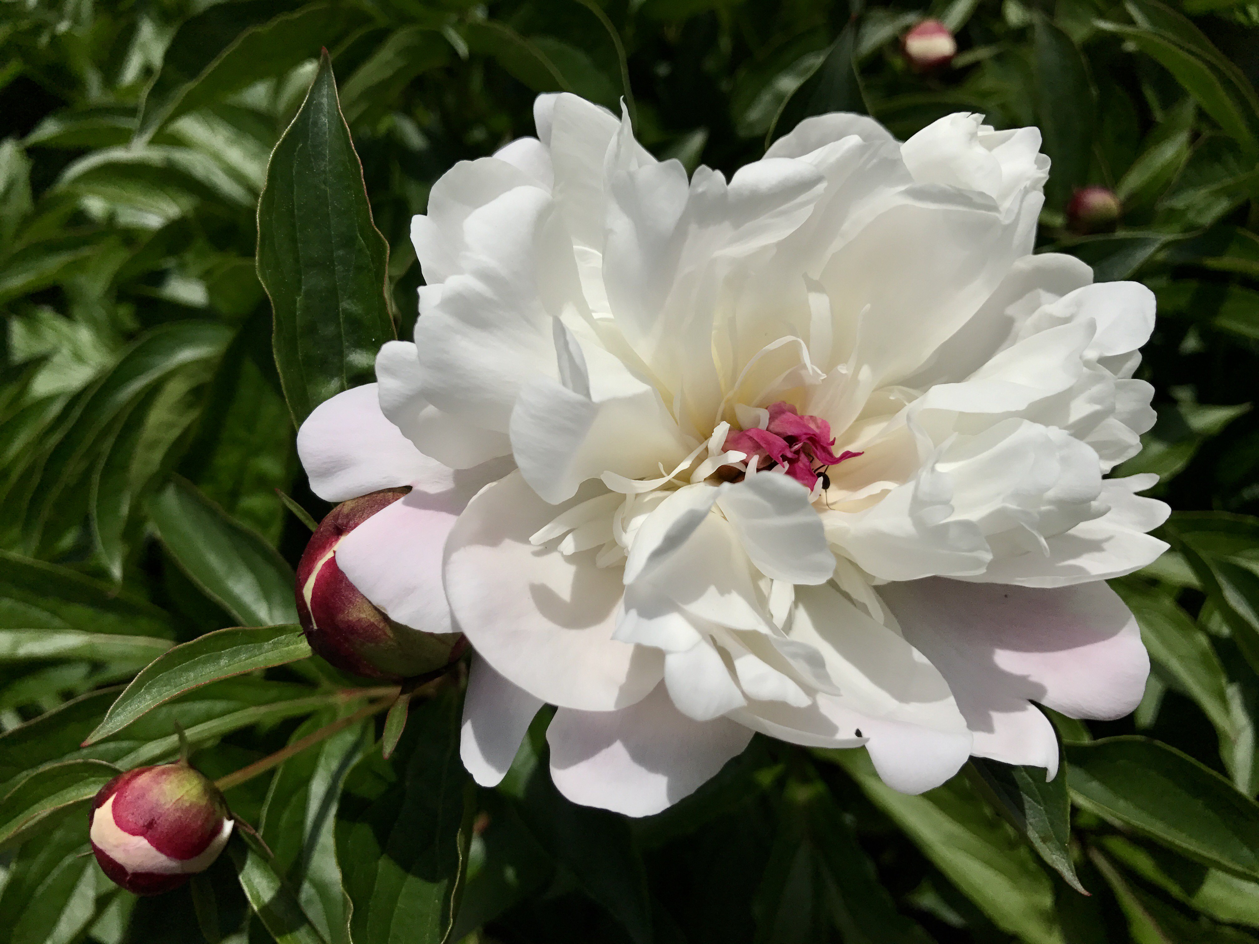 福岡大学 七隈花便り 37 シャクヤク 芍薬 Chinese Peony 花の王と呼ばれる牡丹に対して 芍薬 は花の宰相と呼ばれる 牡丹は木であるが 芍薬は草である 中国で宋の時代には育種され 日本でも江戸期から栽培されてきた古典園芸植物 根は漢方でも重要な