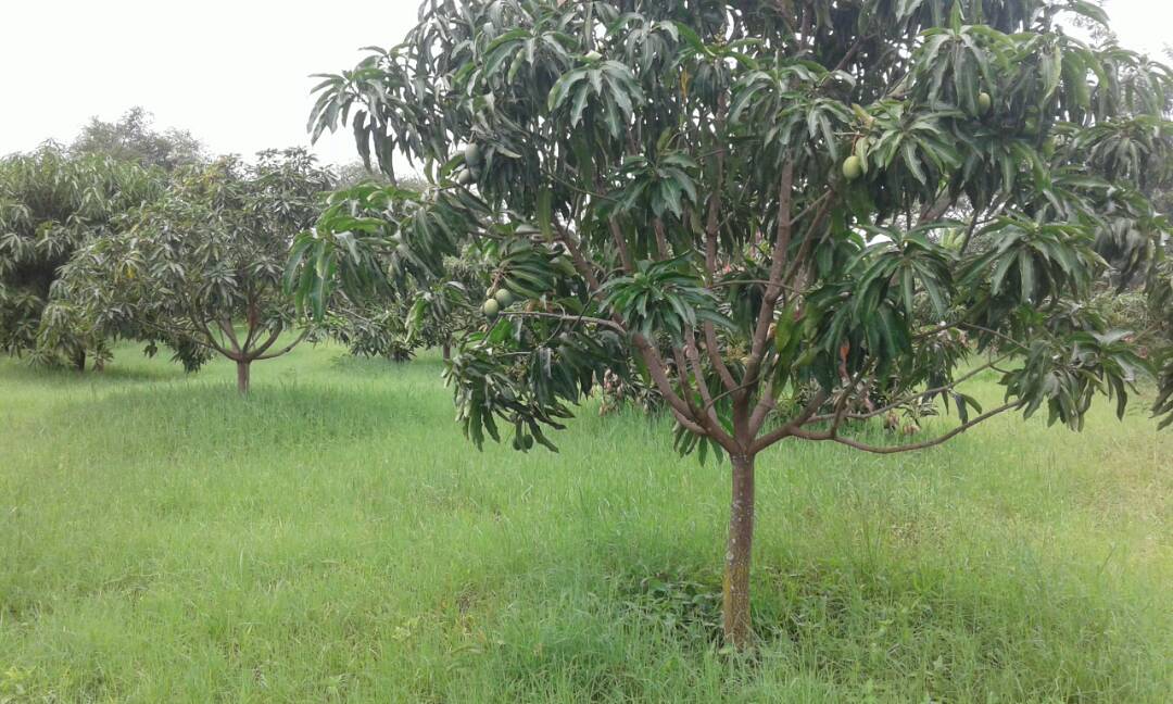 willyzkurui's tweet photo. Oh Mother nature. Look at the Mangoes. Brilliant. With CHEPKECH Mogotio itakuwa mbele #ChepkechForDevelopment https://t.co/VNJ1XA44XH
