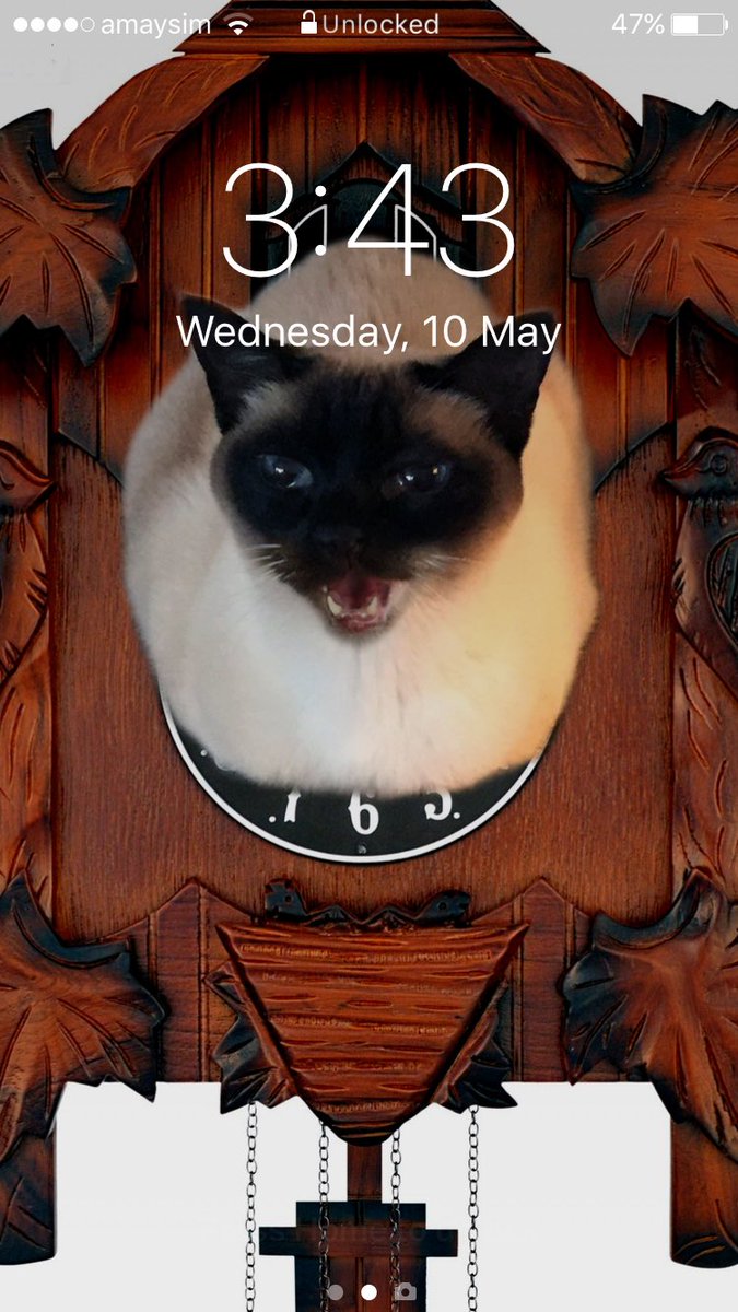 cameronsphotos's tweet photo. @vfinch @myleftfang @PoupetteChat Do you think that everyone who follows @myleftfang should have a photo of her on their lock screen? I do. This is mine. #OllieLockScreen https://t.co/fV0MAXPqO1