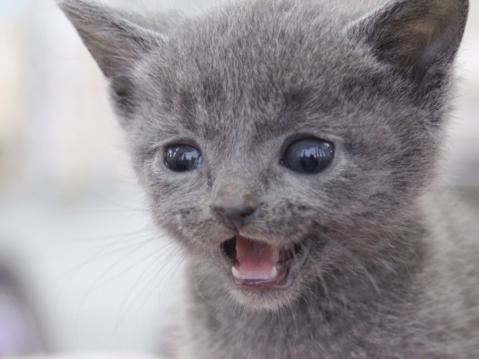 Onlyワン 加須店 猫カフェ Ar Twitter ロシアンブルーの赤ちゃんが 産まれました 気になる方はstaffにお伝えください T Co Gi1cf6wnft Twitter