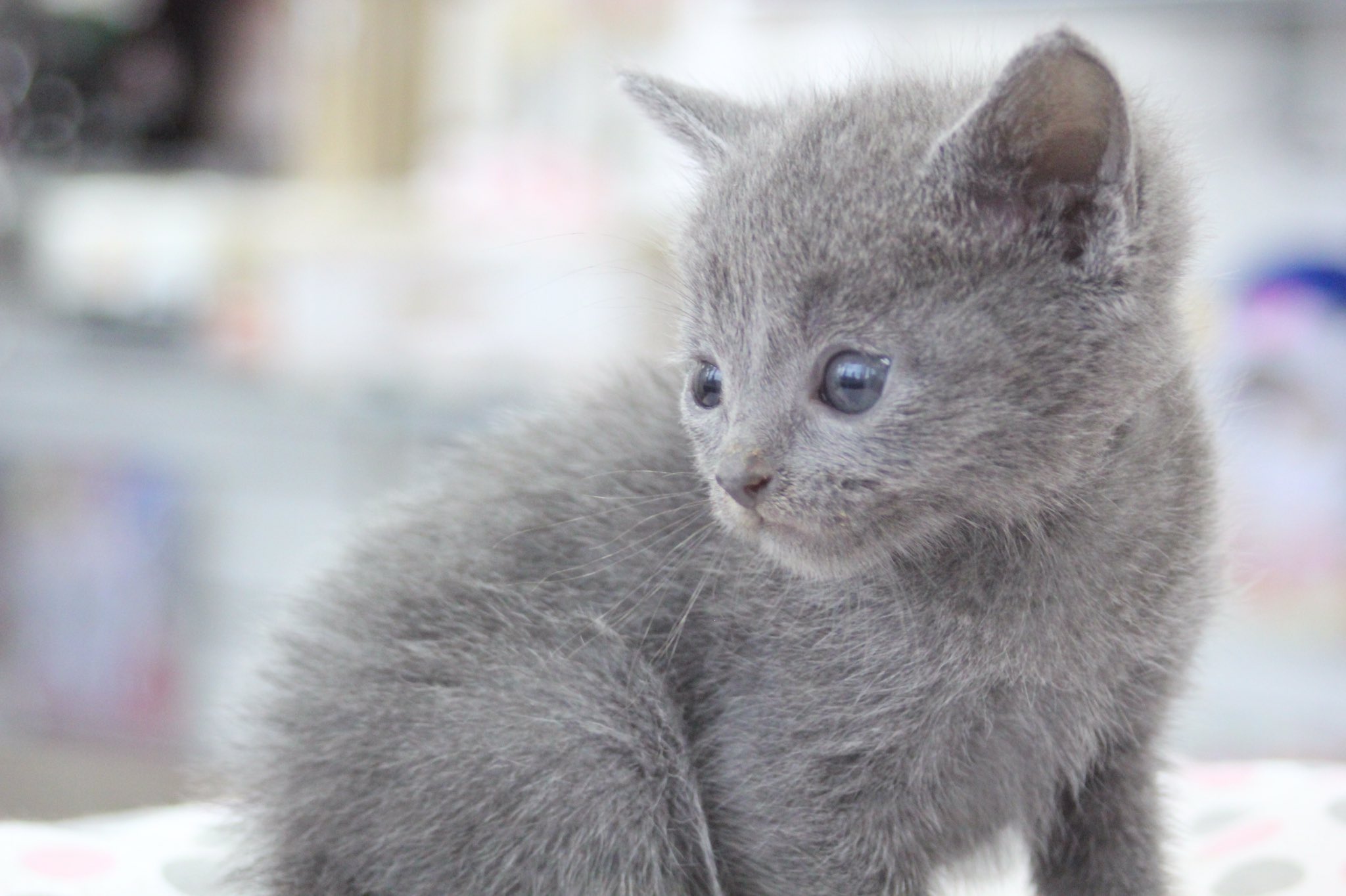 Onlyワン 加須店 猫カフェ Ar Twitter ロシアンブルーの赤ちゃんが 産まれました 気になる方はstaffにお伝えください