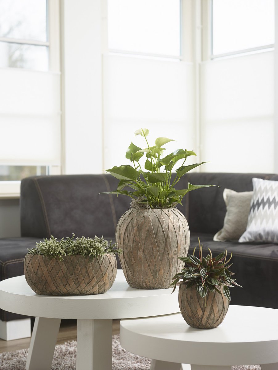 NieuwkoopEurope's tweet photo. Heeft u weleens een kijkje genomen in onze collectie indoor pottery? Het biedt voor elk interieur wat wils. » https://t.co/4MovnkScEX https://t.co/WJ1frHc4UB