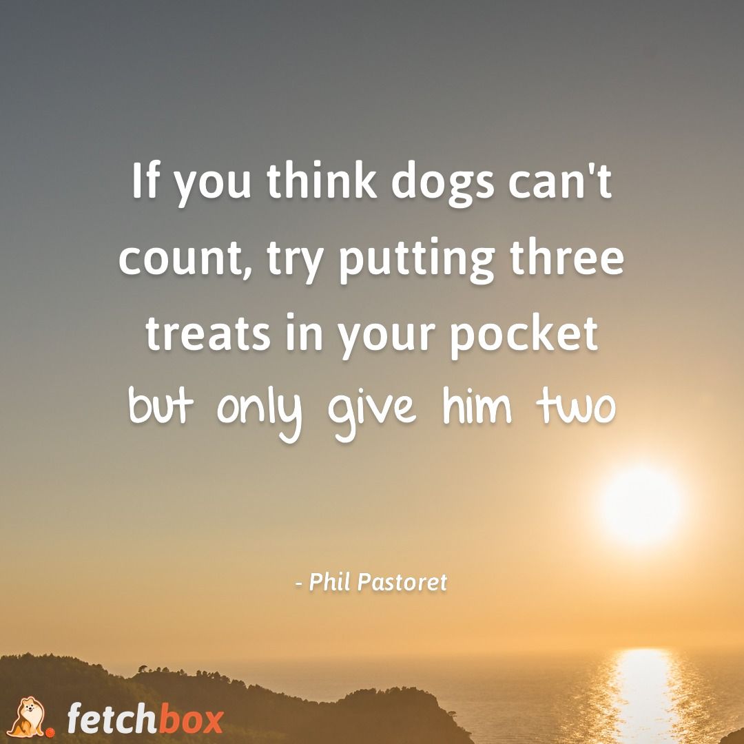 getfetchbox's tweet image. 🐶 💬

#fetchboxpack #fetchbox #australia #dogsoftwitter

#dogs #furbaby #ilovemydog #woof #quote #quotes