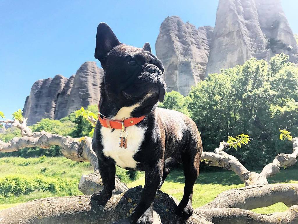 LooperFrenchie's tweet photo. Grimper aux arbres ? Même pas peur 😇😎 J'adore prendre de la hauteur 😂😘 #bouledoguefrancais #frenchbulldog #teamloo… https://t.co/O4qA4TZdvp https://t.co/BCFBEpkShU