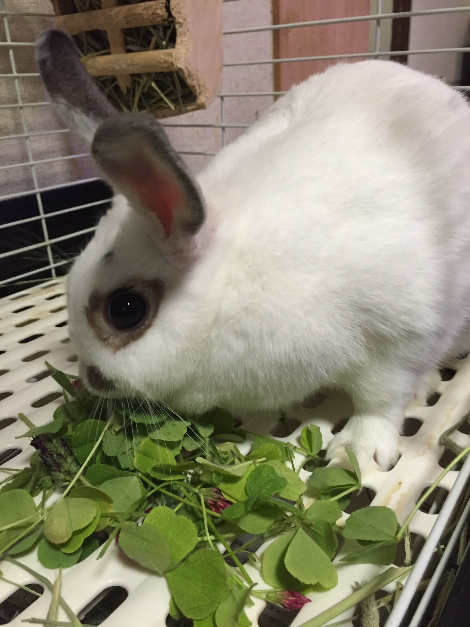 らぱんな うさぎ部屋 クリムゾンクローバー をワイルド食い 生の時には美しい赤色の 別名ストロベリーキャンドル 残念なことに乾燥時にその赤色は失われてしまうけど らぱんなにて乾燥クリムゾン クローバーを近日発売開始 小動物のおやつ屋さん ら