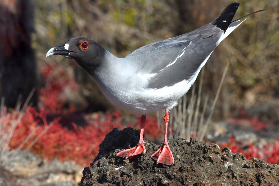 MothClark's tweet photo. Beautiful #swallowtailed #gulls on #SouthPlaza #Island, #Galapagos, #Ecuador, December https://t.co/c8B4FMaMtQ