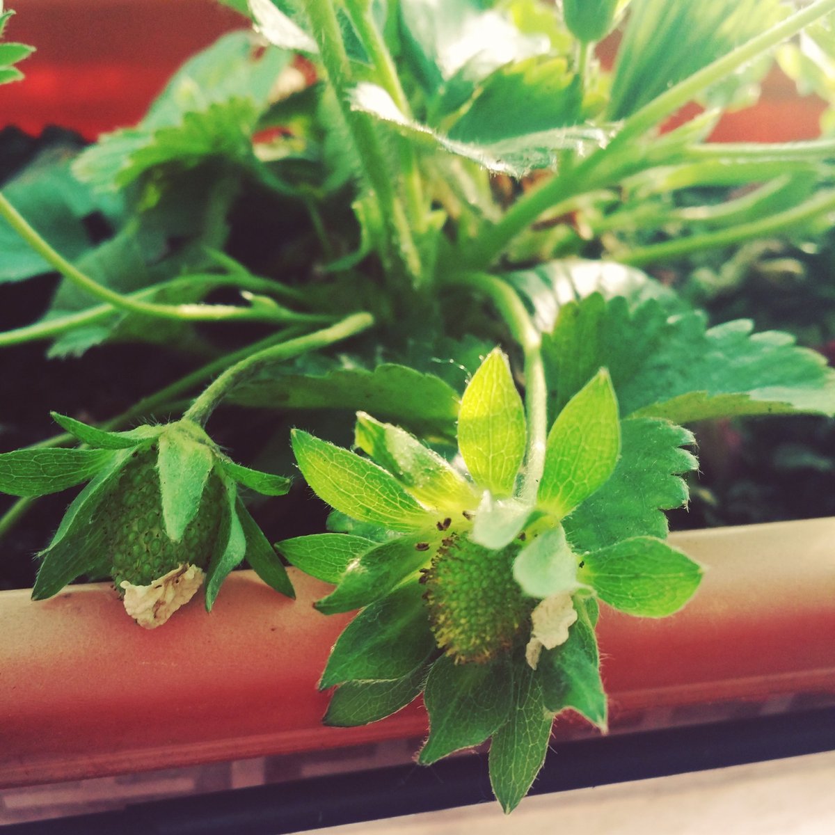 CocinaConCris's tweet photo. Ya están saliendo fresas 🍓🍓🍓
#FelizMiercoles #jardineria #fresal #fresas https://t.co/yPPd8bbwO5