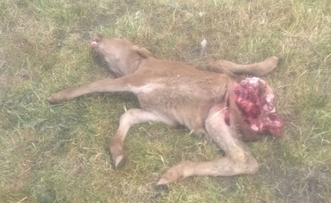 Un nuevo ataque de buitres termina con un ternero en Canillas de Abajo dlvr.it/P6Gbzg