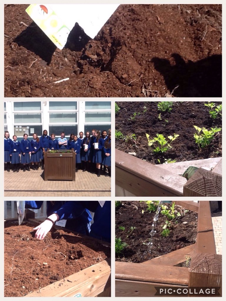 olgrove_HomeEc's tweet photo. The 1st year students @olgrove doing great work getting the vegetable and herb patches up and running! https://t.co/AV13w7UeqY
