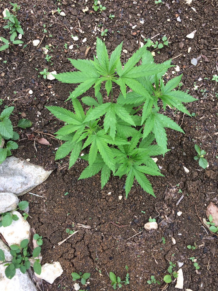 MichaelGrizzle's tweet photo. Growing nicely...
#LegalMarijuana #MaroonThings https://t.co/PeNiQhCG6D